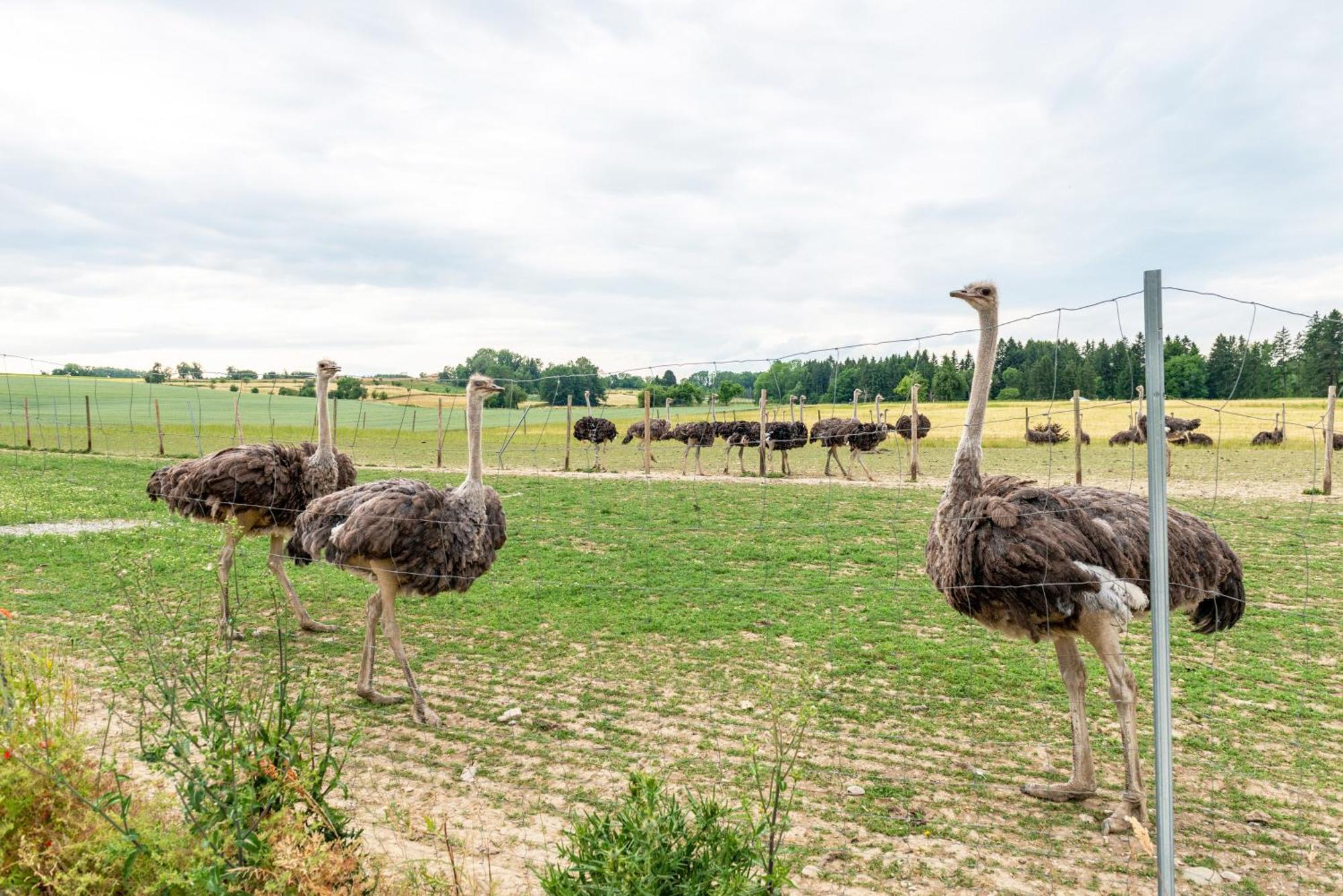 Beutenmuehle Straussenfarm Dach Owingen ภายนอก รูปภาพ