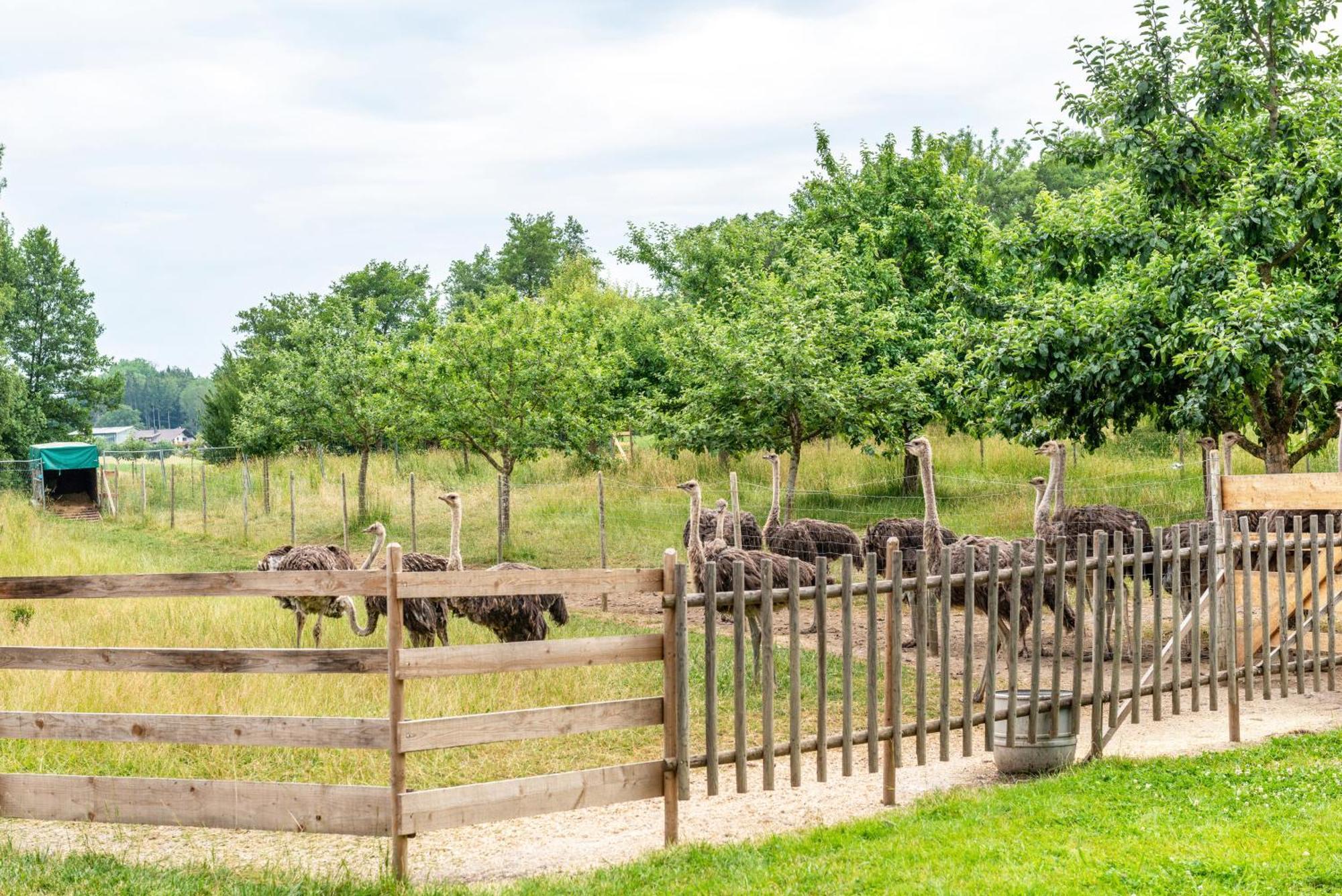 Beutenmuehle Straussenfarm Dach Owingen ภายนอก รูปภาพ
