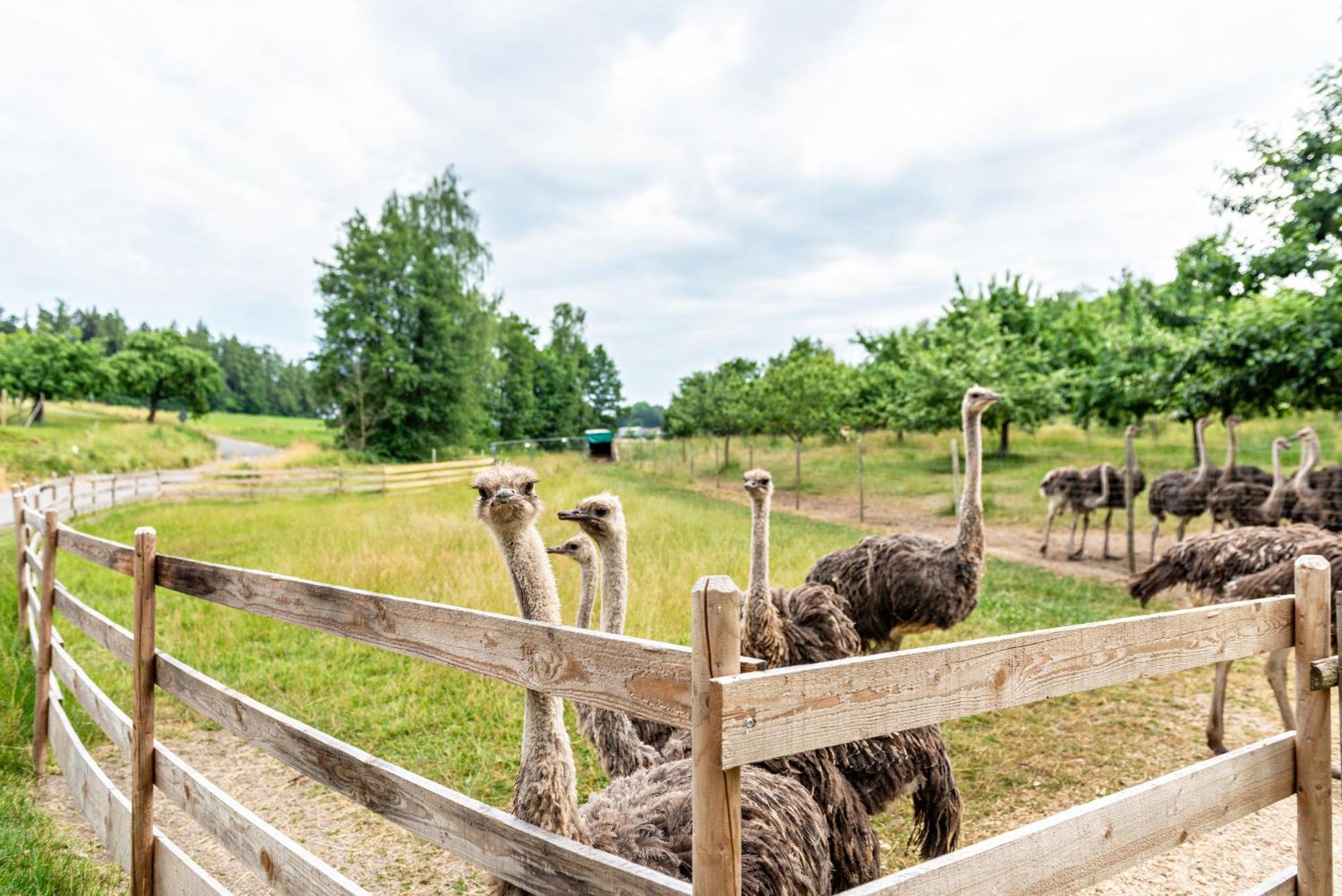 Beutenmuehle Straussenfarm Dach Owingen ภายนอก รูปภาพ